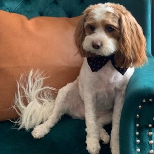 Meet your Posher, Darci